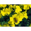 natura_loci_pollen_sauvage_140755431